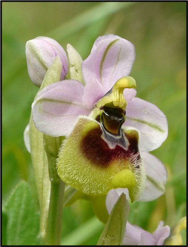 Ophrys tenthredinifera.